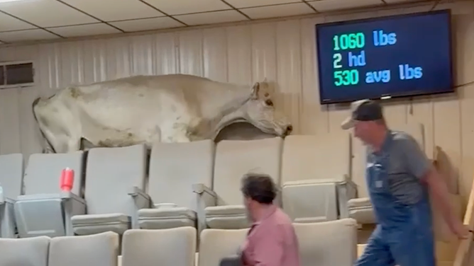 Farmers move out of the cow's way.